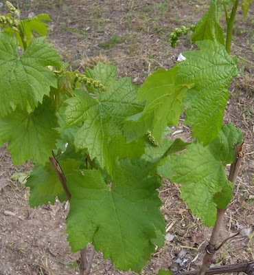 Echter Weinstock