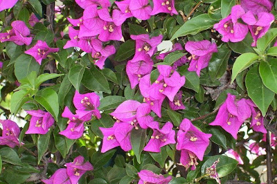 Bougainvillea spectabilis,
Bougainvillea,
buganvilia,
Buganvillea,
espinho-de-Santa-Rita,
great bougainvillea,
primavera,
três-marias,
ye zi hua Bougainvillea spectabilis,
Bougainvillea,
buganvilia,
Buganvillea,
espinho-de-Santa-Rita,
great bougainvillea,
primavera,
três-marias,
ye zi hua