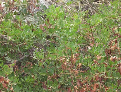 Pistacia lentiscus L.