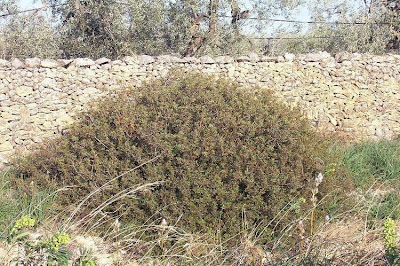 Pistacia lentiscus L.