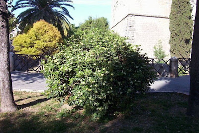 Pechsame Pechsame