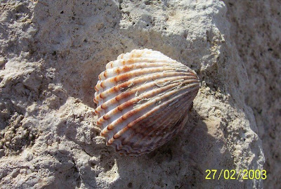Acanthocardia tuberculata Acanthocardia tuberculata