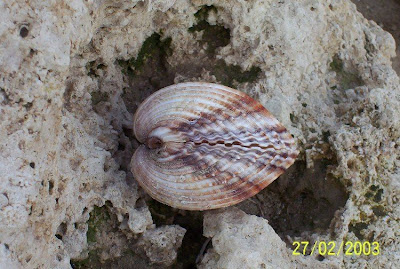 Acanthocardia tuberculata Acanthocardia tuberculata