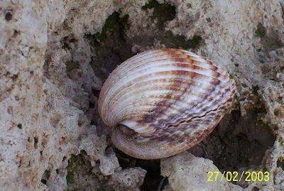 Acanthocardia tuberculata Acanthocardia tuberculata