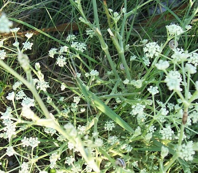 Acrida hungarica