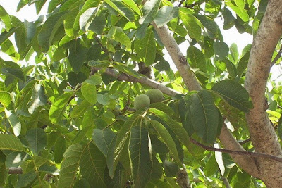 Juglans regia,
Carpathian walnut,
echte Walnu&szlig;,
English walnut,
hu tao,
Madeira walnut,
Noce comune,
nogal com&uacute;n,
nogal europeo,
nogal ingl&eacute;s,
nogueira-comum,
nogueira-europ&eacute;ia,
noyer commun,
Persian walnut,
Walnut