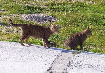 Felis catus,
Domestic Cat
