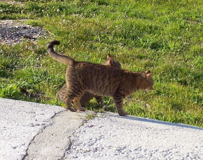 Felis catus,
Domestic Cat