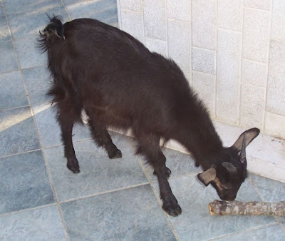 Domestic goat