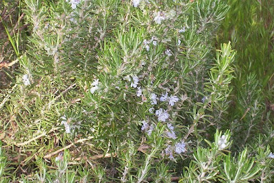 Rosmarinus officinalis L.