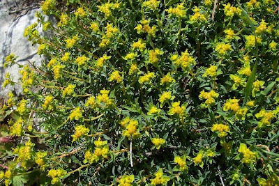 Euforbia spinosa