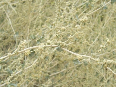 Atriplex halimus L.