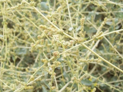 Atriplex halimus L.