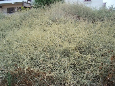 Atriplex halimus L.