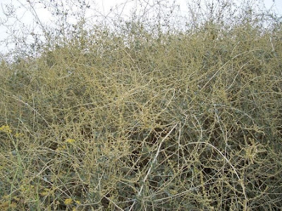 Atriplex halimus L.