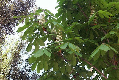 Castaño de Indias Castaño de Indias