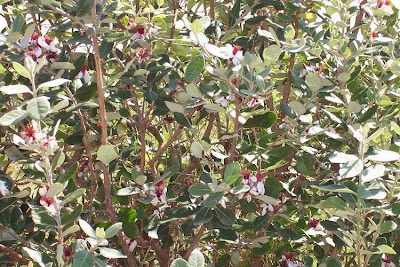 Feijoa,
feijoa