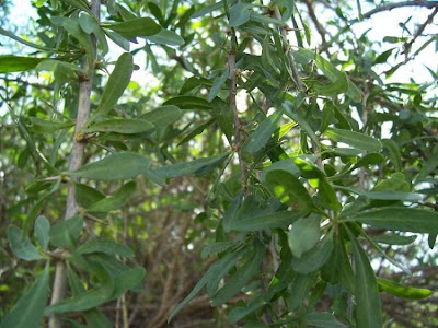 Boxthorn