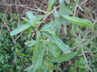 Boxthorn