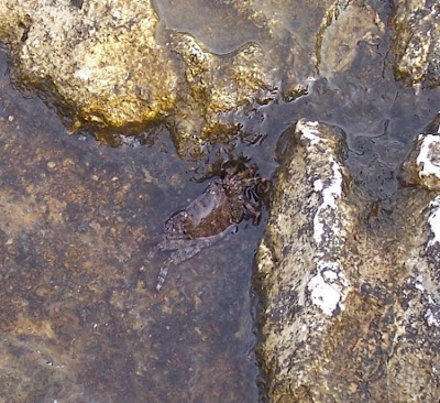 Pachygrapsus marmoratus