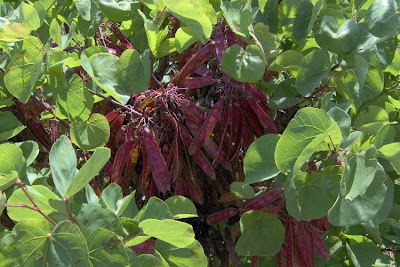 Judas-tree