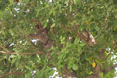 Locust Pods Locust Pods