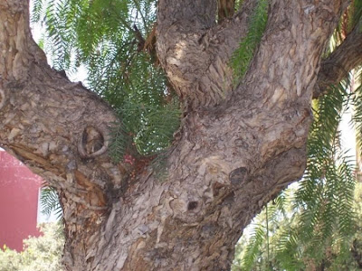 Schinus molle L.