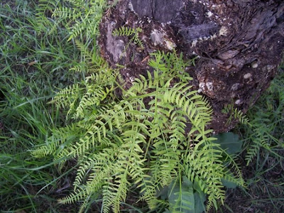 Aguaribai Aguaribai