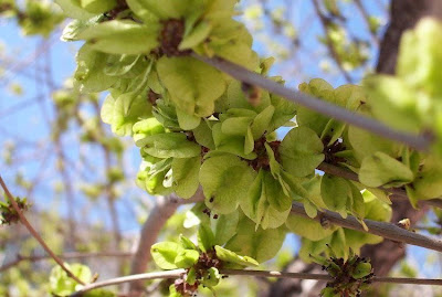 Ulmus minor,
,
European field elm,
Feldulme,
Olmo canescente,
Olmo comune,
orme champ&ecirc;tre,
ormeau,
Smooth Leaved Elm,
smoothleaf elm