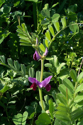 Saat-Wicke Saat-Wicke
