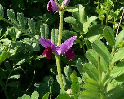Saat-Wicke Saat-Wicke