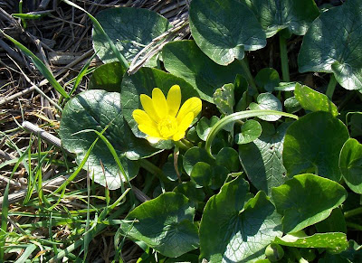 Ranunculus ficaria,
celedonia mayor,
erva-hemorroidal,
ficaire,
ficaire fausse renoncule,
fig buttercup,
lesser celandine,
pilewort,
Ranuncolo favagello,
Ranuncolo favagello maggiore,
renoncule ficaire,
Scharbockskraut