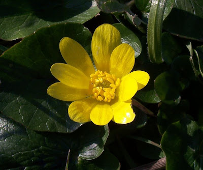 Ranunculus ficaria,
celedonia mayor,
erva-hemorroidal,
ficaire,
ficaire fausse renoncule,
fig buttercup,
lesser celandine,
pilewort,
Ranuncolo favagello,
Ranuncolo favagello maggiore,
renoncule ficaire,
Scharbockskraut