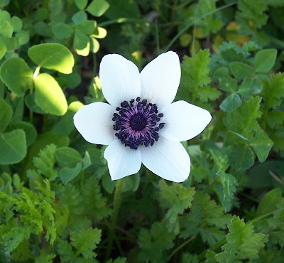 Anemone coronaria,
Anemone dei fiorai,
lilies-of-the-field,
Poppy Flowered Anemone