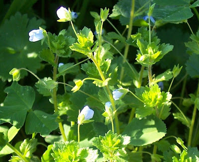 Birdeye speedwell Birdeye speedwell