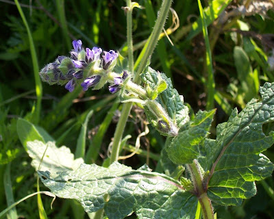Vervain sage