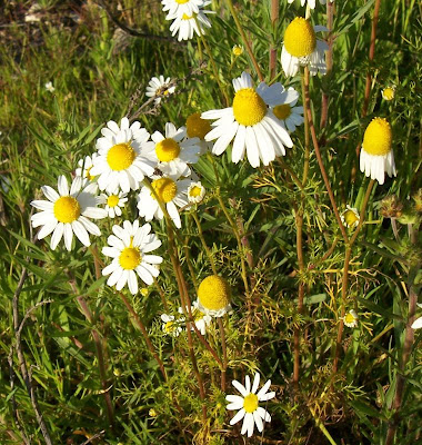 Hungarian chamomile