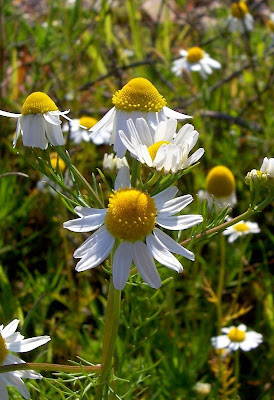 Hungarian chamomile