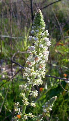 Erba ruchetta