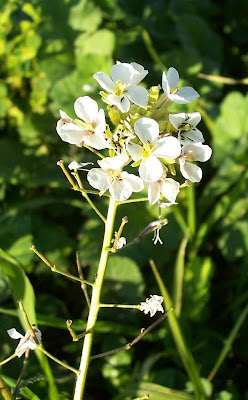 Fausse roquette