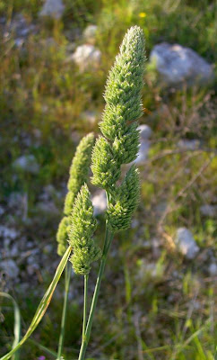 Dactylis glomerata subsp. hispanica