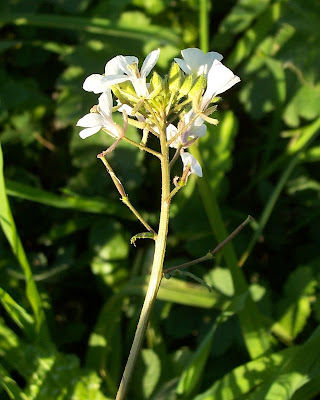 Fausse roquette