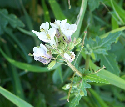 Fausse roquette