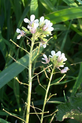 Fausse roquette