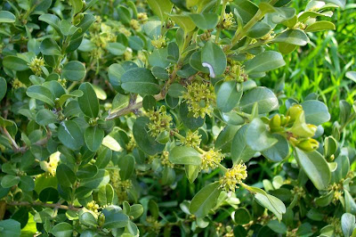 Buxus sempervirens,
Bosso comune,
Bossolo,
boxtree,
boxwood,
boxwood tree,
buxinho,
buxo,
Caucasian boxwood,
common box,
common boxwood,
English Boxwood,
European box,
French boxwood,
Persian boxwood,
Turkish boxwood Buxus sempervirens,
Bosso comune,
Bossolo,
boxtree,
boxwood,
boxwood tree,
buxinho,
buxo,
Caucasian boxwood,
common box,
common boxwood,
English Boxwood,
European box,
French boxwood,
Persian boxwood,
Turkish boxwood