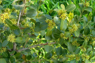 Buxus sempervirens,
Bosso comune,
Bossolo,
boxtree,
boxwood,
boxwood tree,
buxinho,
buxo,
Caucasian boxwood,
common box,
common boxwood,
English Boxwood,
European box,
French boxwood,
Persian boxwood,
Turkish boxwood Buxus sempervirens,
Bosso comune,
Bossolo,
boxtree,
boxwood,
boxwood tree,
buxinho,
buxo,
Caucasian boxwood,
common box,
common boxwood,
English Boxwood,
European box,
French boxwood,
Persian boxwood,
Turkish boxwood