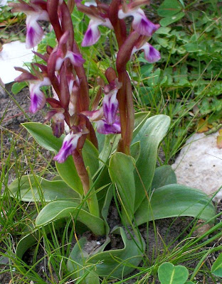 Sac orchid