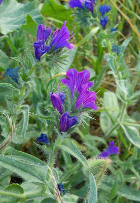Echium plantagineum,
bloudissel,
blueweed,
Paterson's-curse,
pers-echium,
purple echium,
purple viper's-bugloss,
purple-bugloss,
Riverina bluebell,
Salvation Jane,
sonaja,
Viper's Bugloss,
viper's-bugloss,
Viperina piantagginea