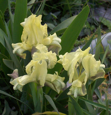 Giaggiolo siciliano