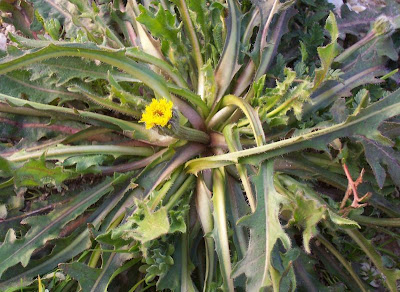 R�hrchenkraut